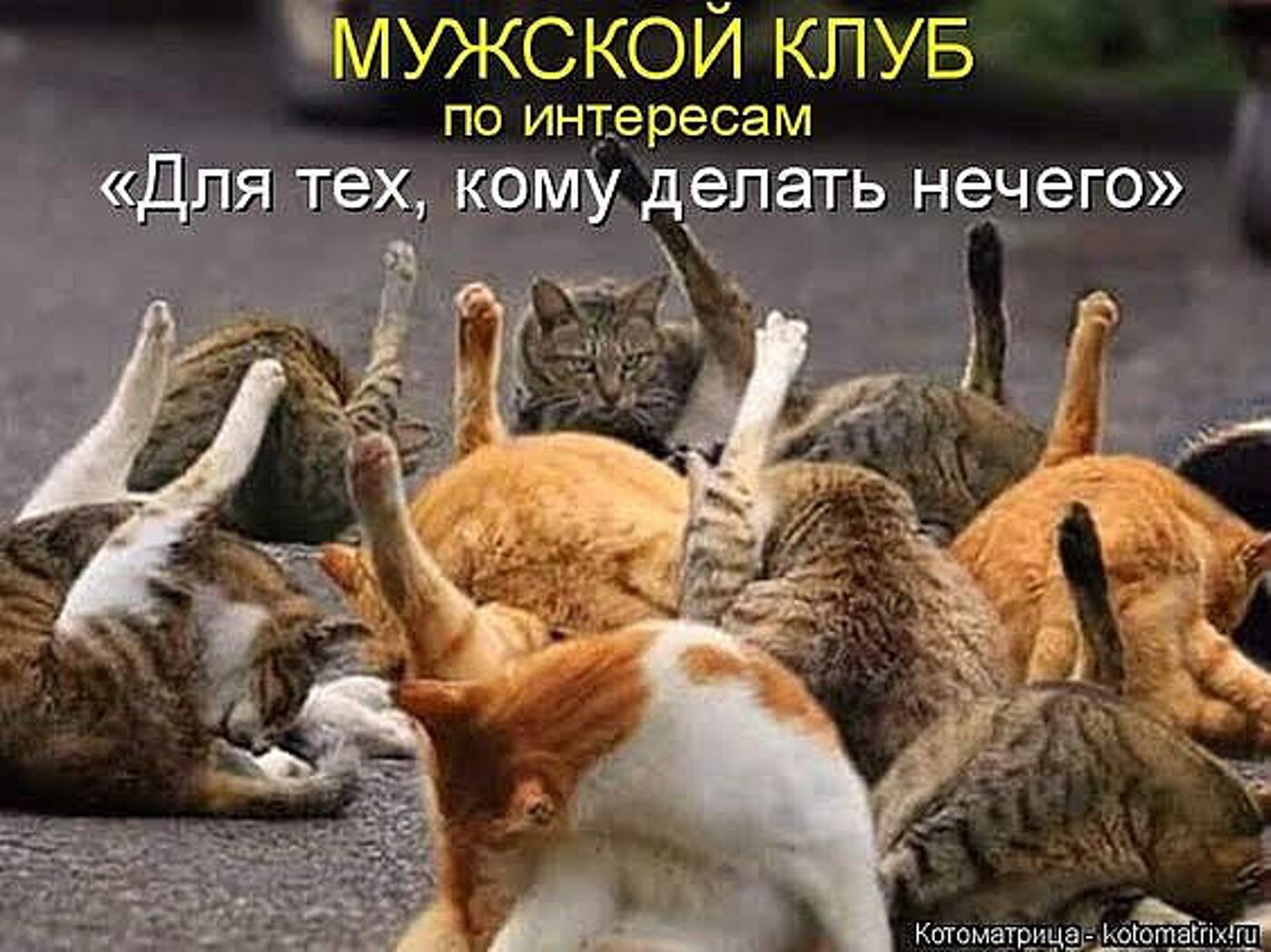 Когда коту делать нечего