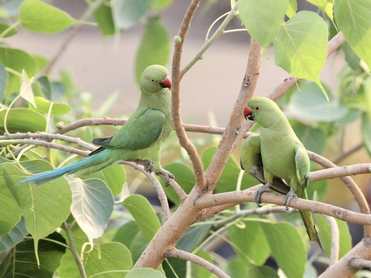 JacquilineS1975's tweet photo. “Sometimes talking to your best friend is the only therapy you need.”
- Anonymous
Have a great Sunday friends😊
#SundayMotivation #birdwatching #indiaves #birds #ThePhotoHour #BirdsSeenIn2022 #parrot #parakeet #saveparrots #balconybirding https://t.co/Kcz7Z70ywS