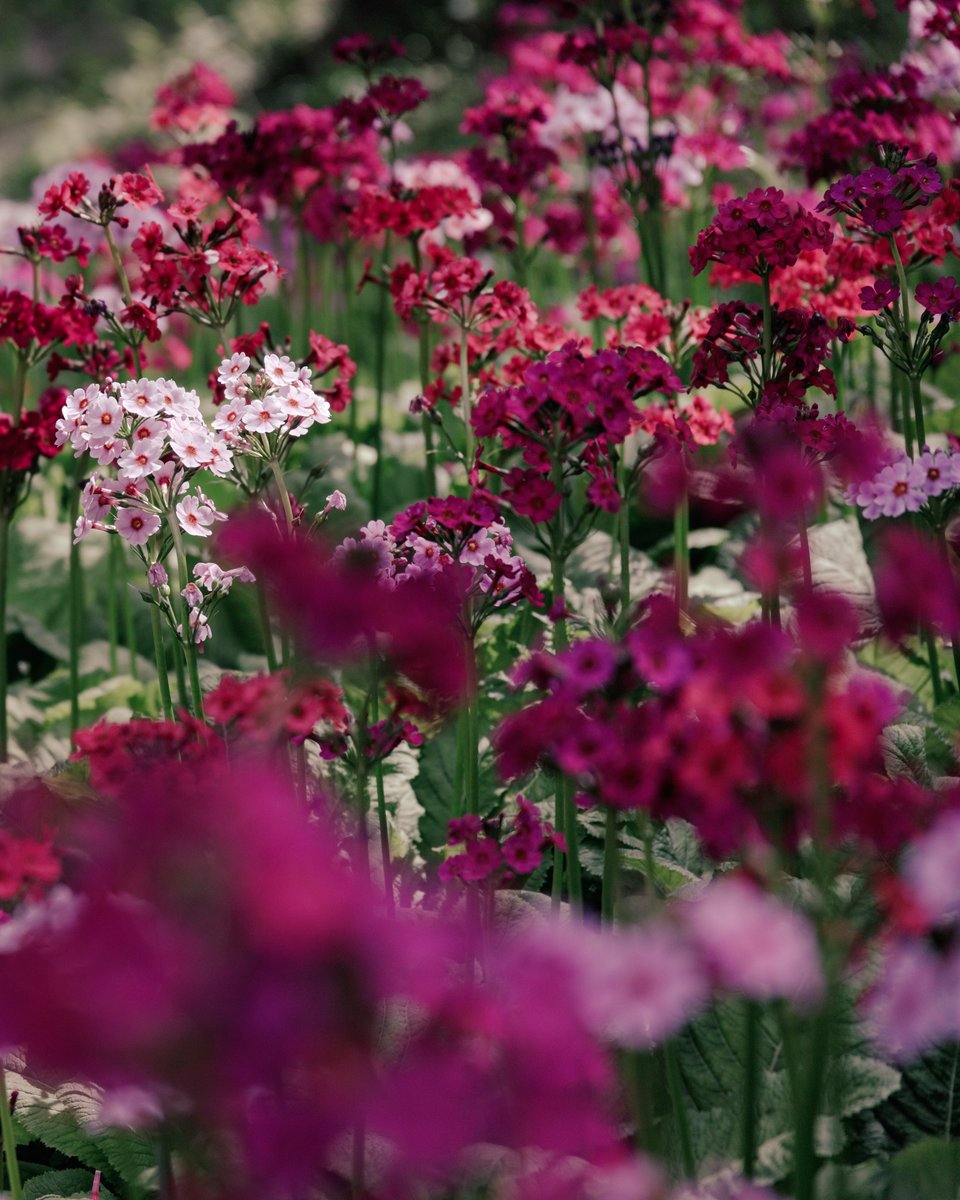 Bartender_A_'s tweet photo. 飛騨の花
桜、桃と来て、クリンソウ。
夏日には涼しくてよき。
viba la 避暑地。

次は紫陽花か？
飛騨に紫陽花寺的なところあったっけ。

#クリンソウ #flower
#宇津江四十八滝
#6dmk2
#sigma24_105art https://t.co/vXS6c8Wyp7