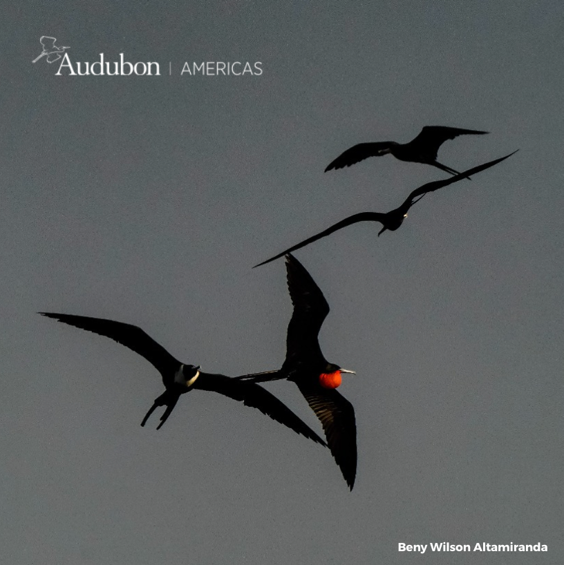 AudubonAmericas's tweet photo. #Birdsfact 🏴☠️🏴☠️🏴☠️
Magnificent Frigatebird (Fregata Magnificens) is also known as "pirate birds" because they steal food from other seabird species, chasing them in flight with great skill until they make them vomit 🙈
#birdlife https://t.co/MhseX0Asrc