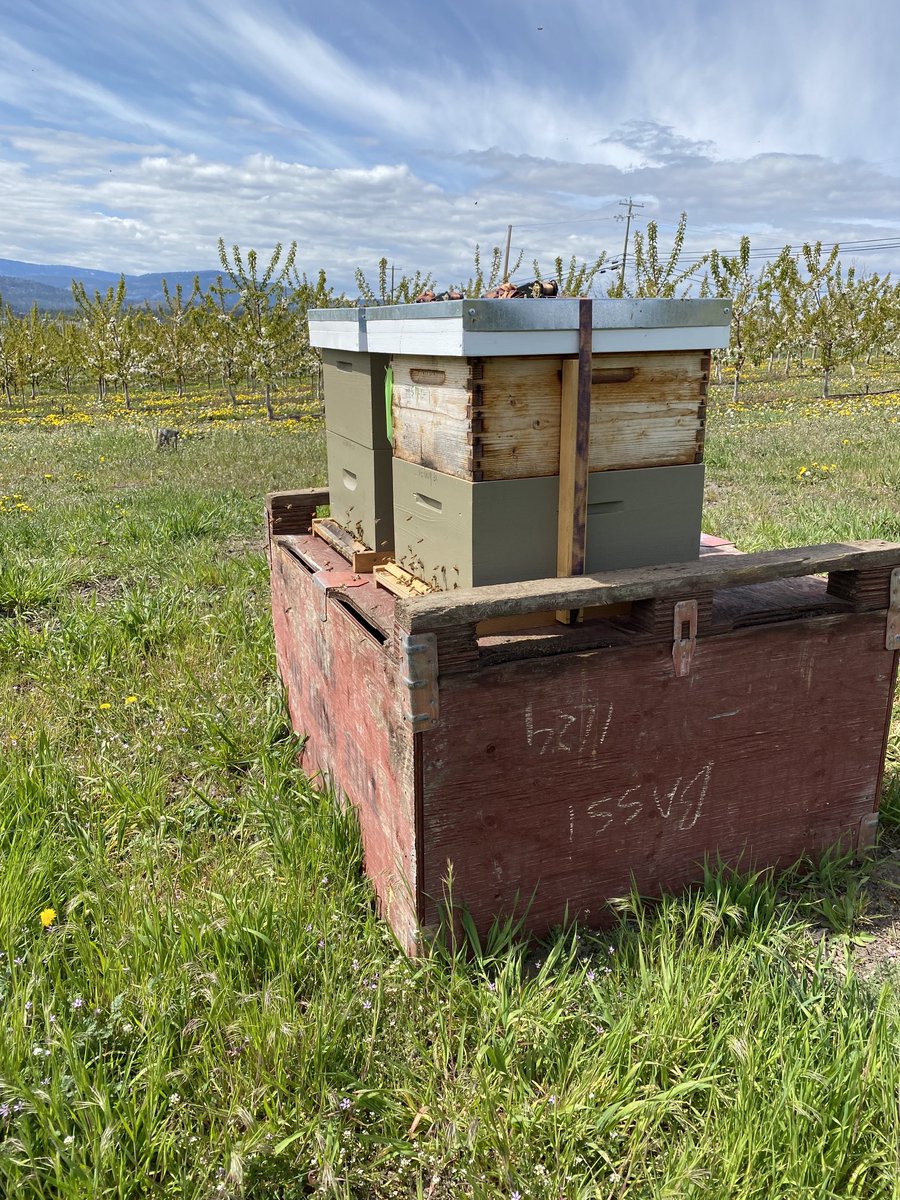 Beesrock2's tweet photo. Hard at work in the cherry 🍒 orchards! https://t.co/Y49jzyfx30