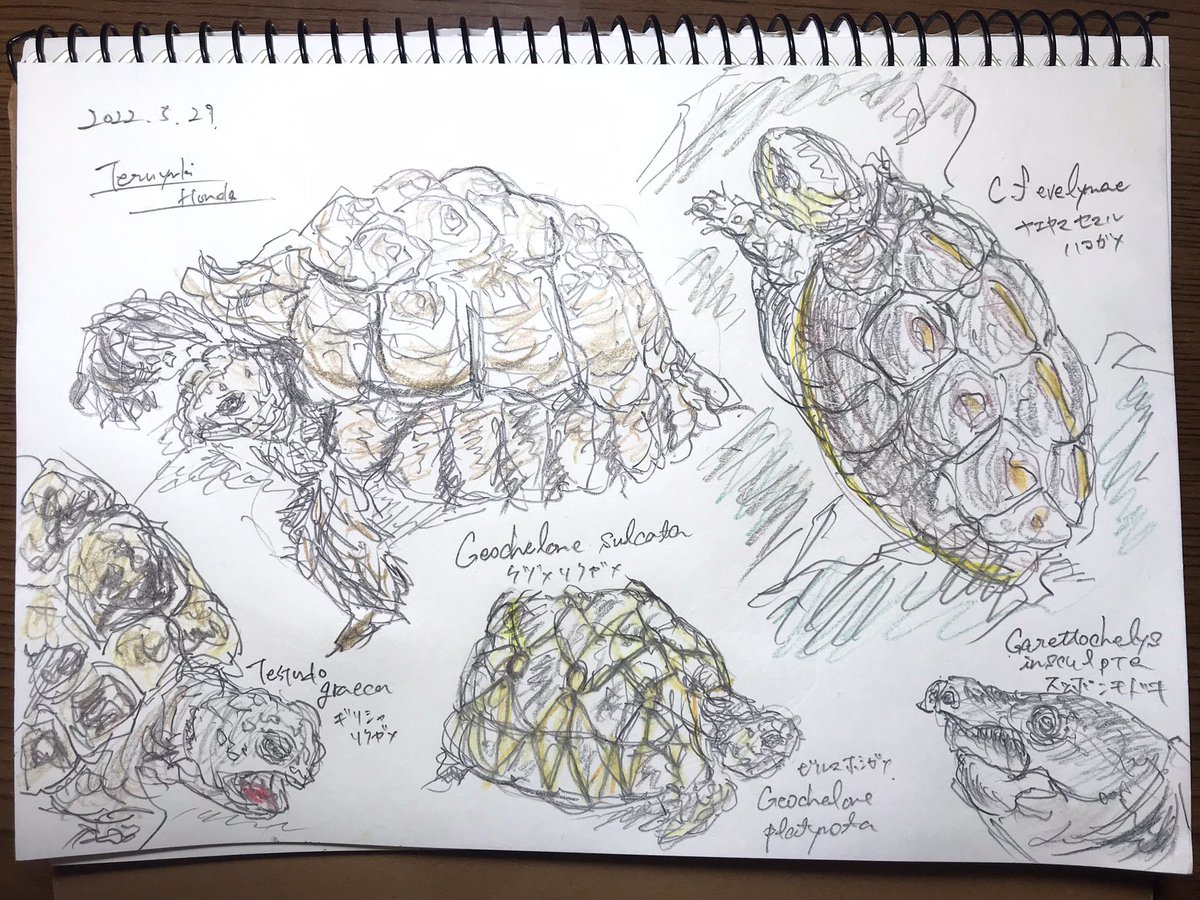 こちら図鑑からのスケッチです😊
答え合わせにどうぞ🙌✨カメ良いですね🐢 
