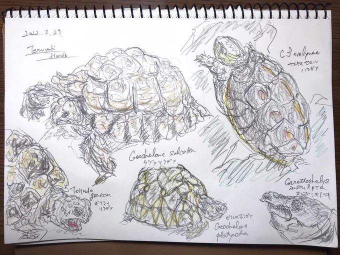 こちら図鑑からのスケッチです😊
答え合わせにどうぞ🙌✨カメ良いですね🐢 