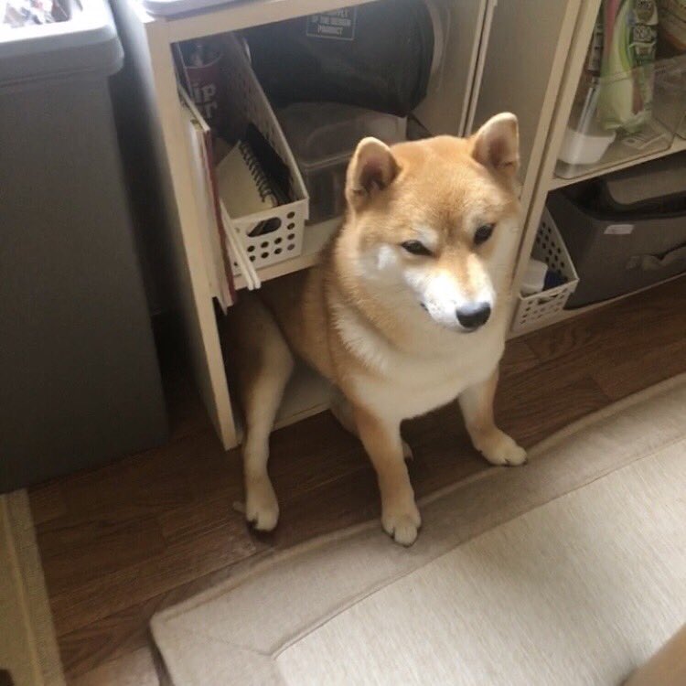 ここが落ち着くワン ペストポジションを見つけて満足気な柴犬さんに大爆笑 Mofmo