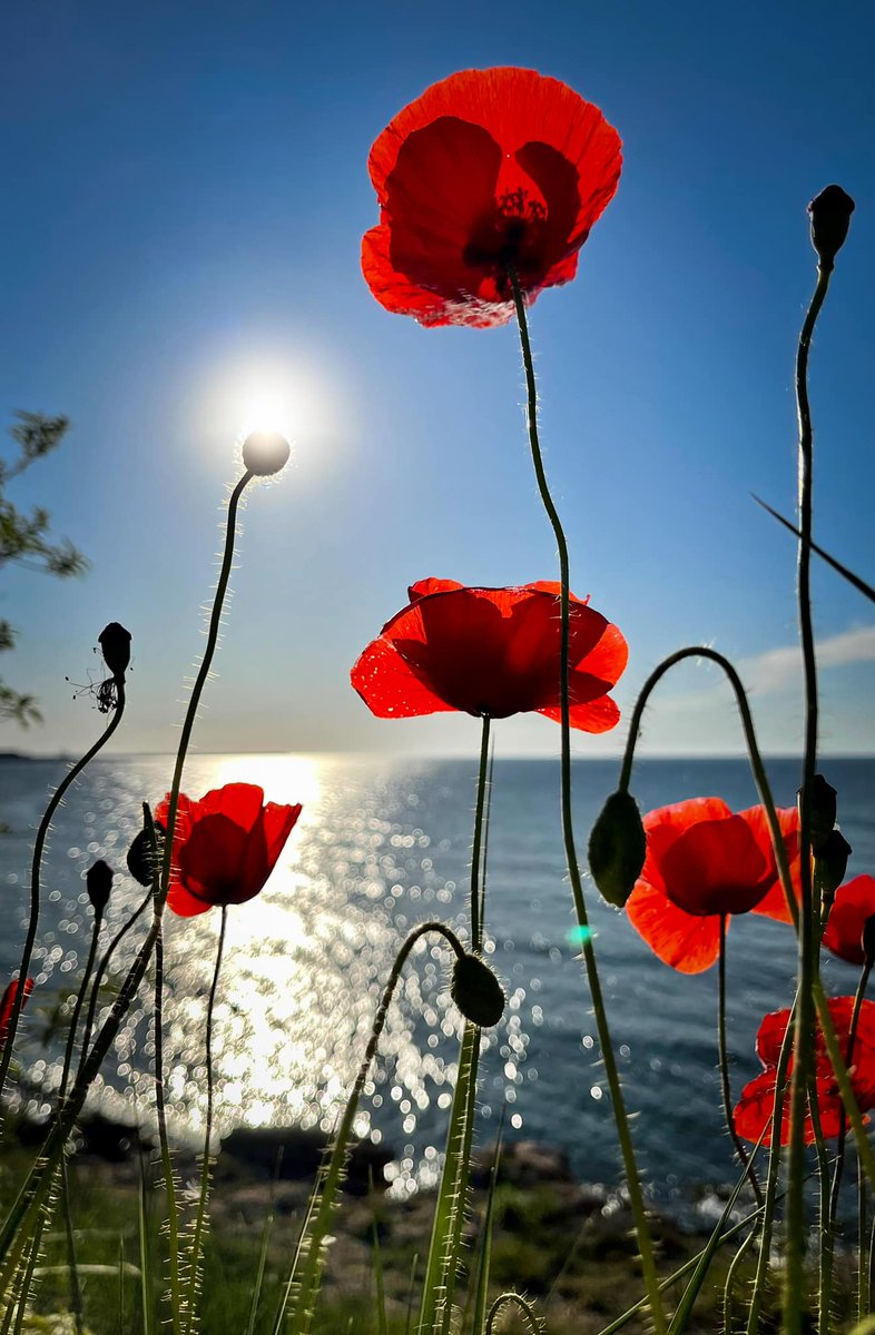 xyzwtf_55's tweet image. Happy Sunday everyone!😊
#photo #photographer #sunrise #wildpoppies🇷🇴
