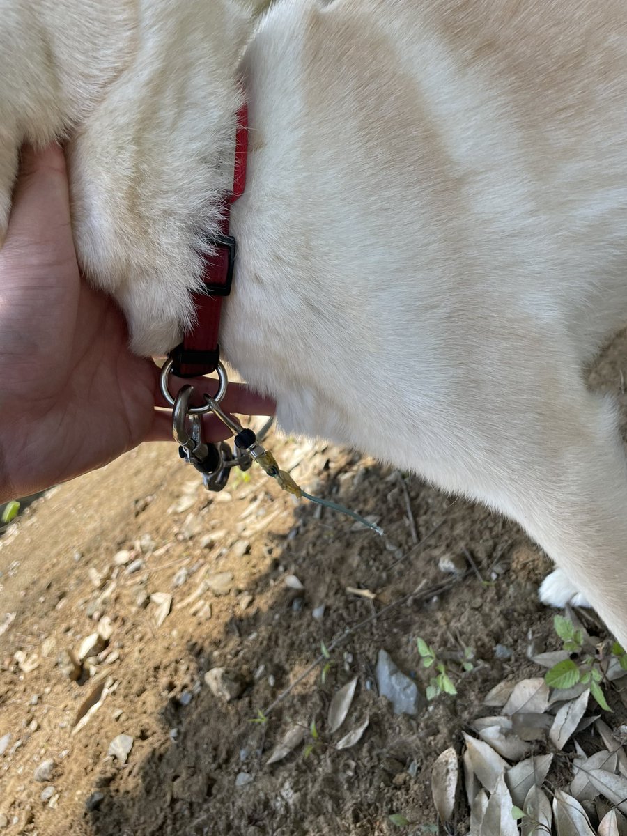 axzlap's tweet photo. 迷い犬を保護しました。
5月28日の23時30分頃に自宅庭に迷い込んできました。
茨城県稲敷市、イバライド（旧ポティロンの森）付近です。
赤い首輪に千切れた水色のリードが付いていました。
心当たりのある方はご連絡下さい。 https://t.co/Vc3uroyHQR