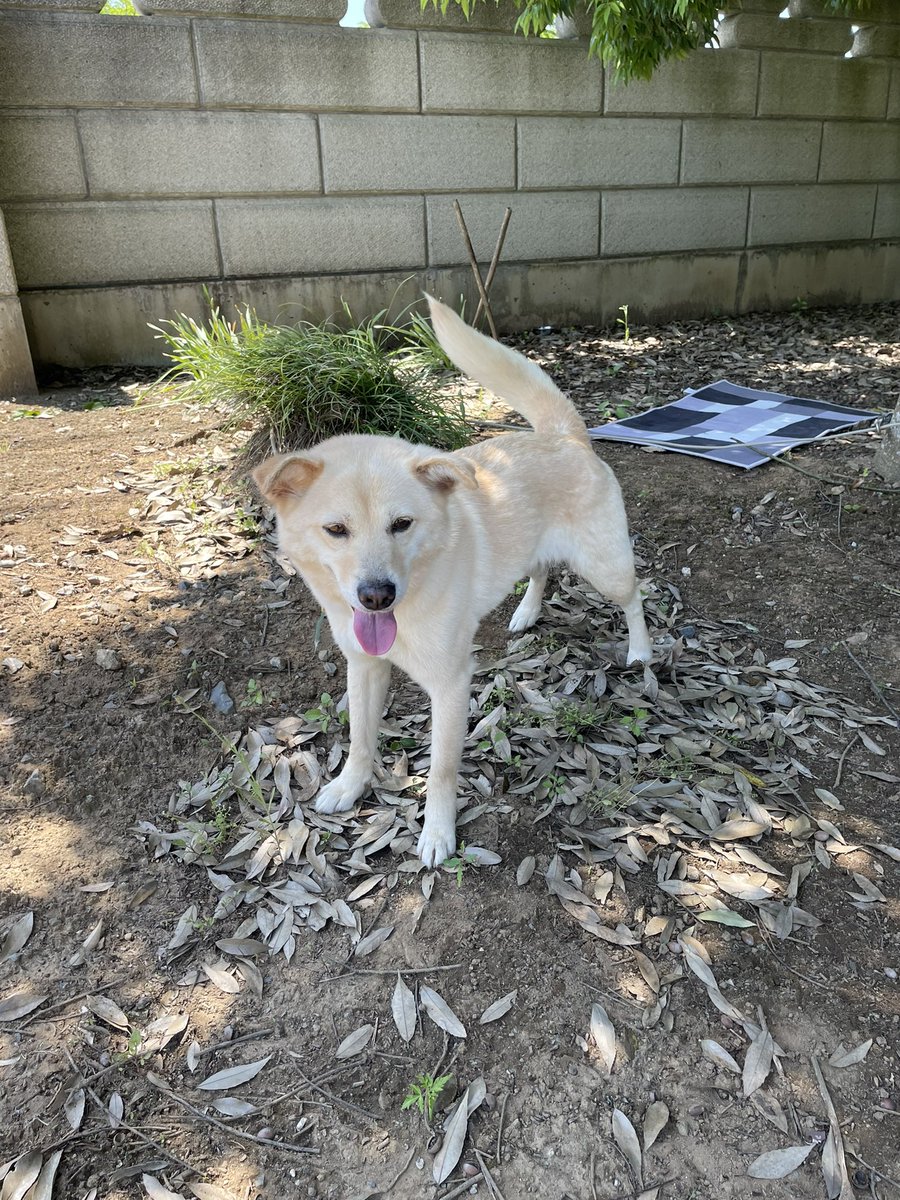axzlap's tweet photo. 迷い犬を保護しました。
5月28日の23時30分頃に自宅庭に迷い込んできました。
茨城県稲敷市、イバライド（旧ポティロンの森）付近です。
赤い首輪に千切れた水色のリードが付いていました。
心当たりのある方はご連絡下さい。 https://t.co/Vc3uroyHQR