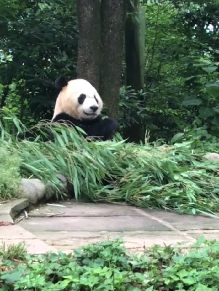 PookieDigi4Ever's tweet photo. Our adorably handsome 264-lb Bei eating his breakfast boo during Alvin's virtual tour. ๐ฅฐ #sofluffy #chubbycubby @DodgerAmes @kathybowler @sweetg12651 @bluestone356 @LoveofPandas1 @2centsLu @tiantianpanda97 @MommyMei98 @pinkypanda0823 @DCPandaCub4 https://t.co/n6haROMu5V