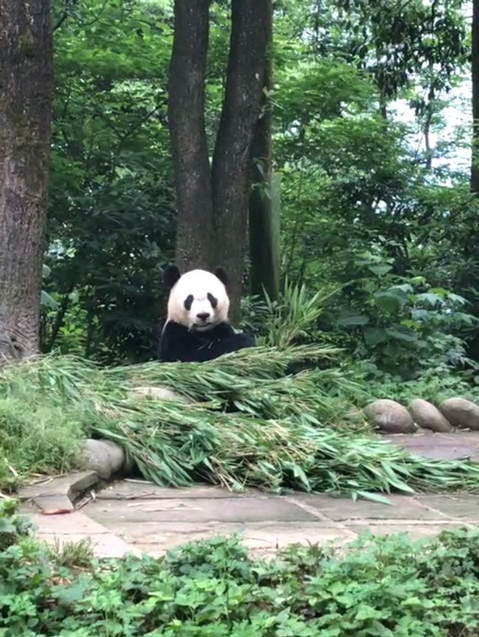 PookieDigi4Ever's tweet photo. Our adorably handsome 264-lb Bei eating his breakfast boo during Alvin's virtual tour. ๐ฅฐ #sofluffy #chubbycubby @DodgerAmes @kathybowler @sweetg12651 @bluestone356 @LoveofPandas1 @2centsLu @tiantianpanda97 @MommyMei98 @pinkypanda0823 @DCPandaCub4 https://t.co/n6haROMu5V