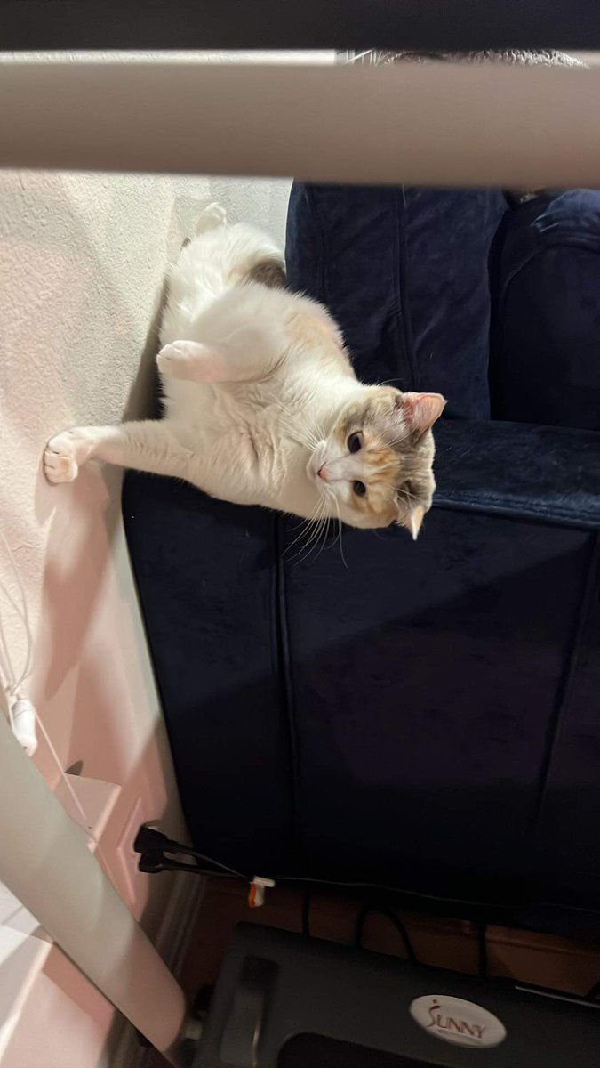 fatfatpankocat's tweet photo. Why is she doing that https://t.co/EhdrpVxWrQ