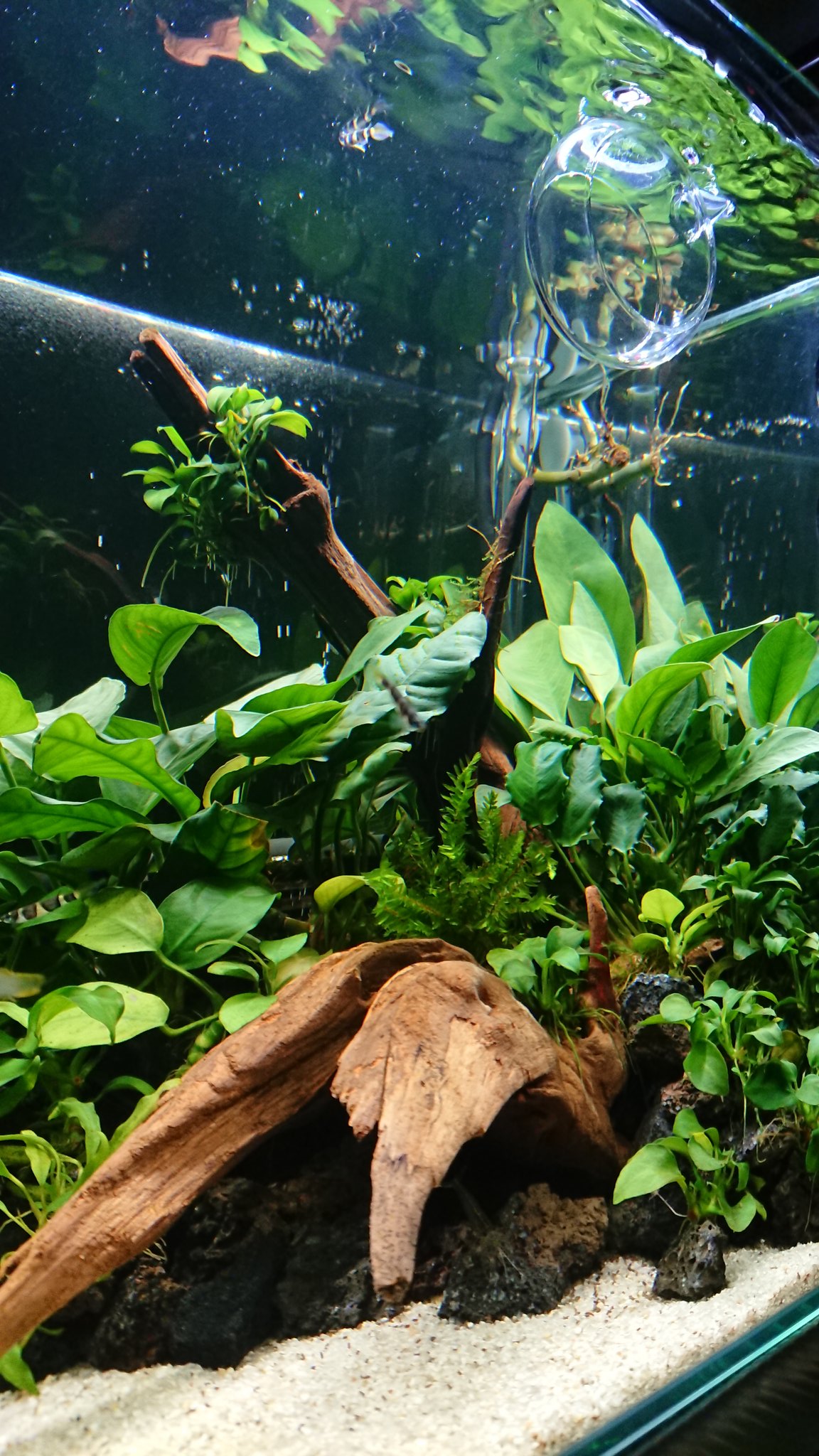 Sho Aquarium Second 注水73日目 いつも 正面から眺めている水槽 初めて左斜めから見てみました これはこれでいいです 気温が31度予報 水温心配 皆様 よい週末を アクアリウム アヌビアス クラウンキリー T Co Qiohtdzd61 Twitter