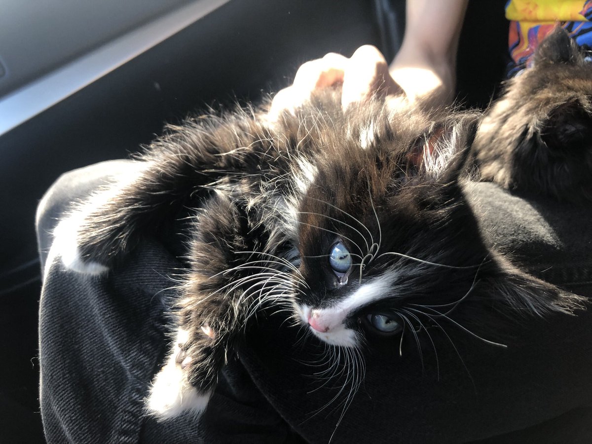 hubble_hailey's tweet photo. Found 2 baby kittens on the side of the road the other day. It’s sad someone would ever do that, but I’m very glad I found them.@calvinheathak @trendsetterswtf Meet Sally and Mustang:) #kittensoftwitter https://t.co/GdbAxB9HHU