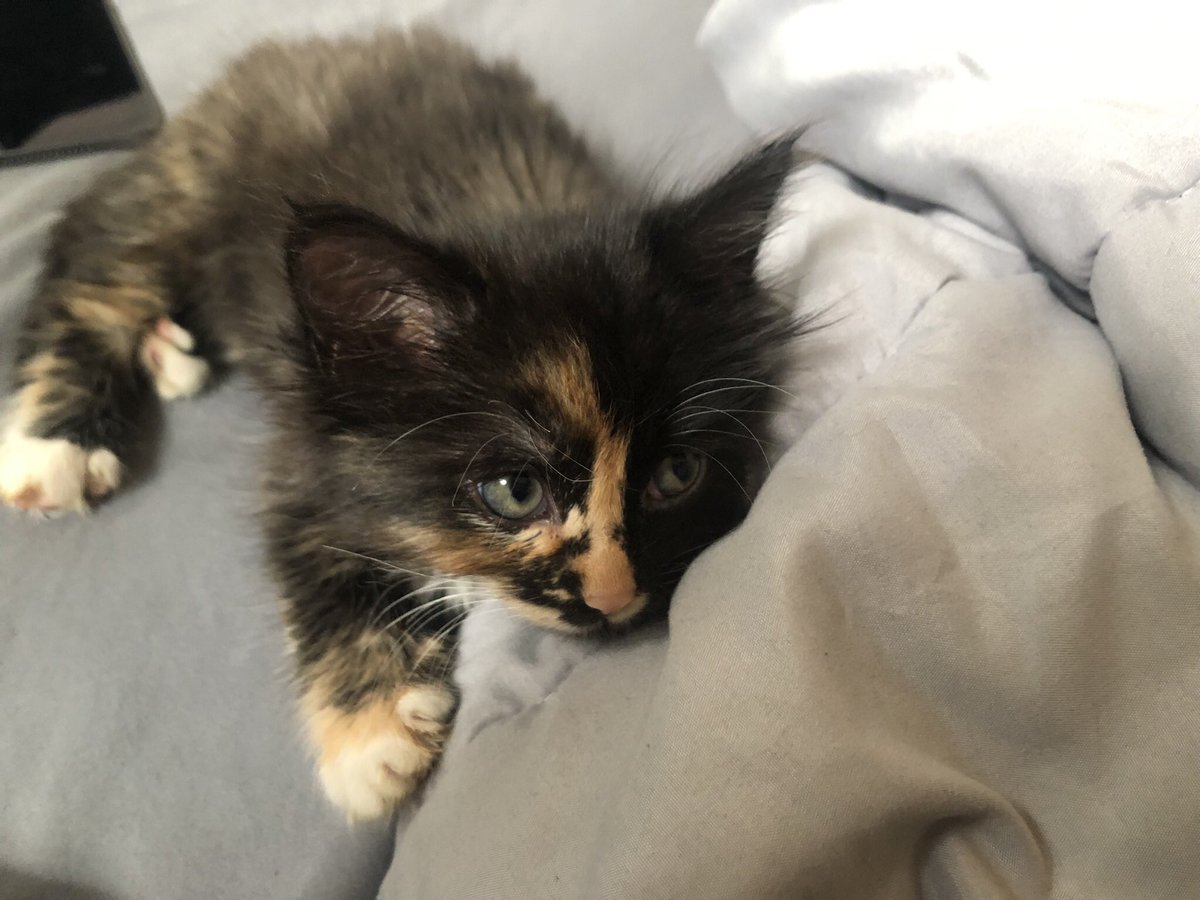 hubble_hailey's tweet photo. Found 2 baby kittens on the side of the road the other day. It’s sad someone would ever do that, but I’m very glad I found them.@calvinheathak @trendsetterswtf Meet Sally and Mustang:) #kittensoftwitter https://t.co/GdbAxB9HHU