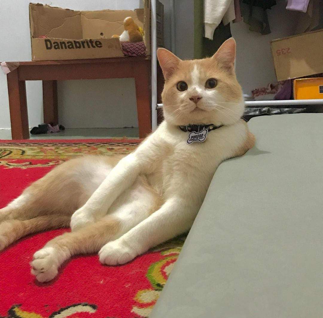 CasperMeong's tweet photo. Pororo ilang! 

Pororo, kucing viral di tiktok, yang bantuin mamanya dagang baju kucing, ilang. 

Rumahnya di daerah Metro, Margahayu, Bandung. Kalau ada yang ambil, mungkin udah pindah lokasi. 

Bantu sebar infonya ya, biar Pororo cepet ditemuin. 

#Pororo
#PororoHilang https://t.co/EgkcKT7arO