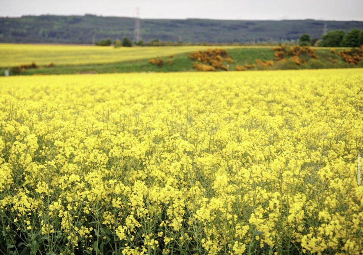 SmilingCamera's tweet photo. Scenes from Scotland. Hoping to head there again soon. 🏴󠁧󠁢󠁳󠁣󠁴󠁿 https://t.co/aCDCAUI8BG