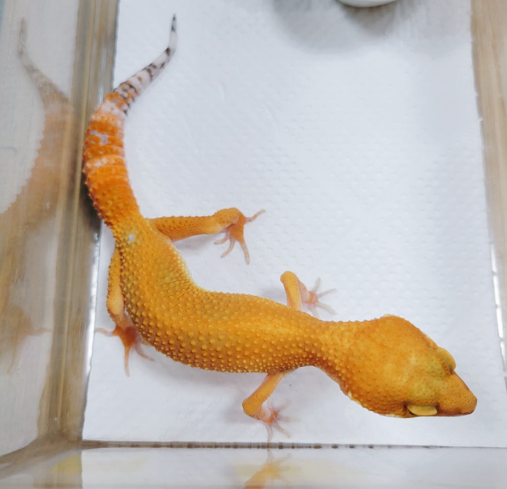 Repbuddy入荷在庫案内 入荷情報 ﾌﾞﾗｯﾄﾞﾄﾚﾝﾊﾟｰｻﾝｸﾞﾛｰ ｼﾛﾃﾝｶﾗｶﾈﾄｶｹﾞ Cbﾍﾞﾋﾞｰ ﾋｷｶﾞｴﾙｲｴﾛｰ系 ｳｰﾊﾟｰﾙｰﾊﾟｰ 爬虫類や両生類などいろんな生体入荷しました ｳｰﾊﾟｰﾙｰﾊﾟｰは数おりますのでお好みの子をお選び頂けます T Co Ksy8y7qmek Twitter