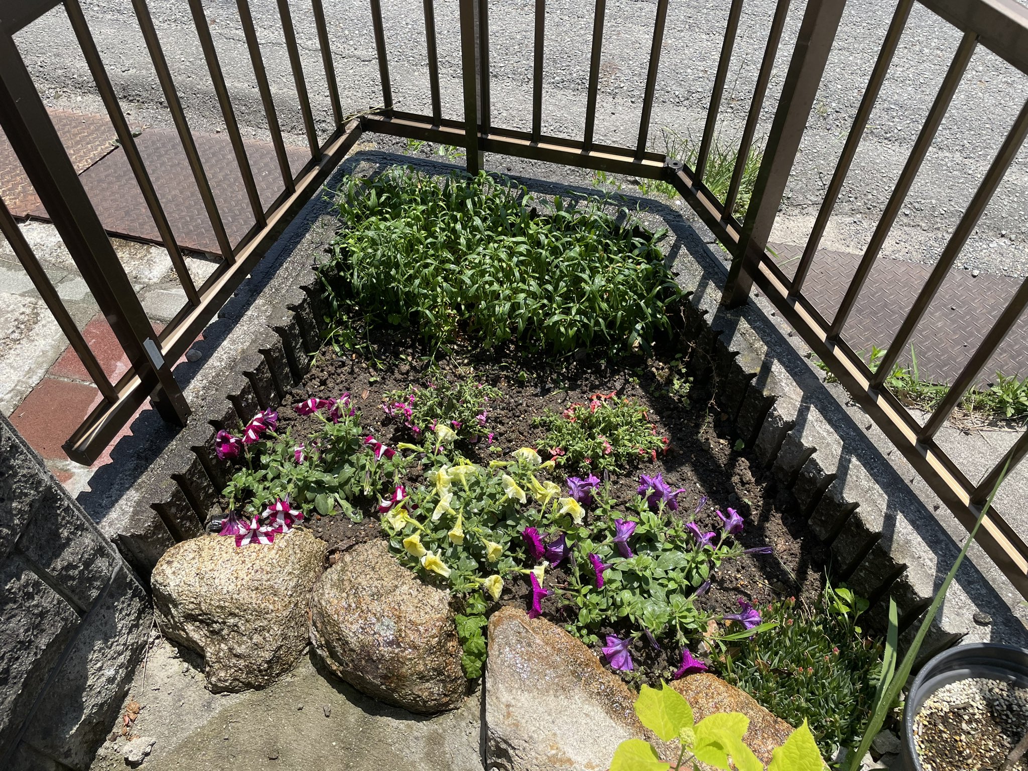 まっちゃん植物日記 Matchanplant Twitter