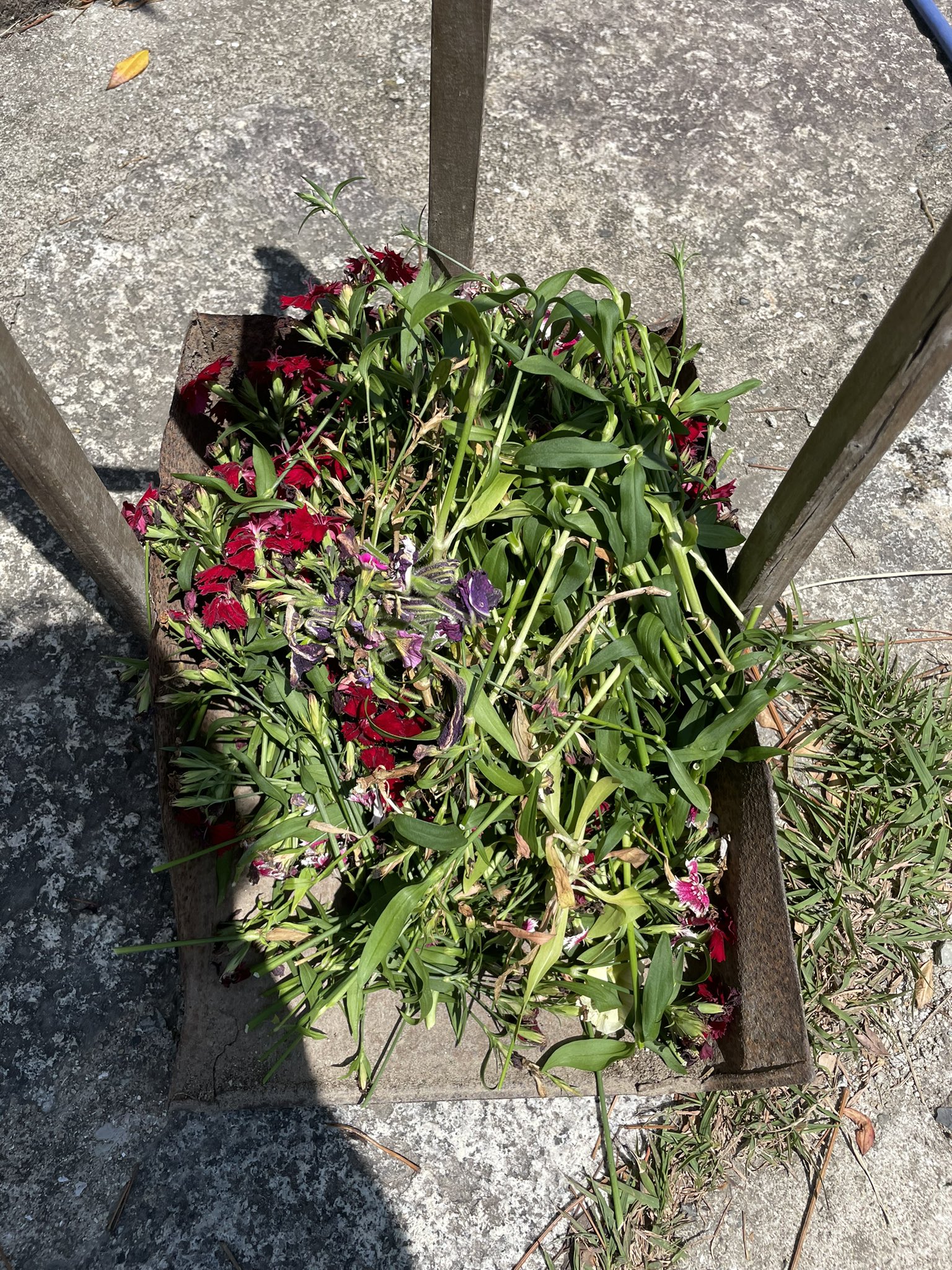 まっちゃん植物日記 Matchanplant Twitter