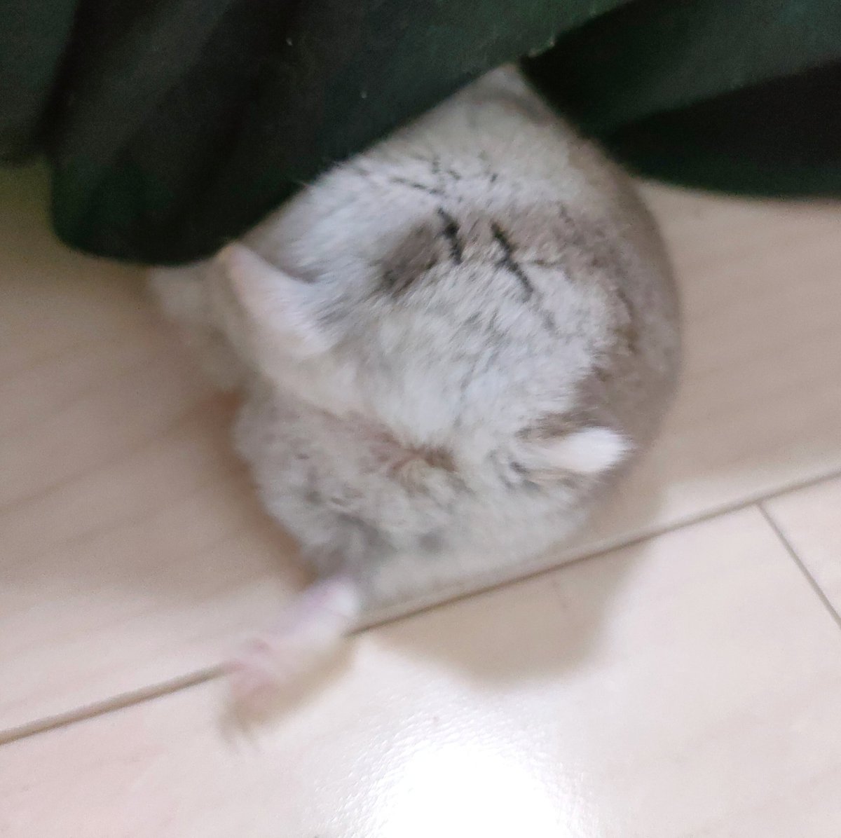 必死にソファーの周りを探ってもそこにおやつはないのですよ…リリーちゃん☺️それにしてもかわいいおしりだなあ🍑＃ハムスター #ハムスターのいる暮らし #ハムスター部 #ハムスター好きと繋がりたい #ハムスターのいる生活 pic.x.com/WaXgQzDIb1