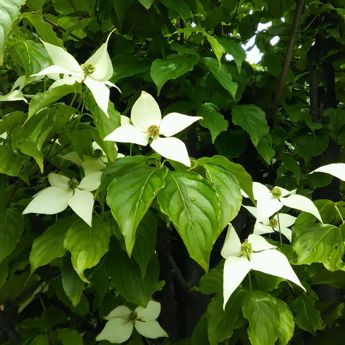 تويتر W W しばらく休みます على تويتر 国道沿いの街路樹でヤマボウシの花に出逢いました 花に見える白い部分は葉が変化した総苞片と呼ばれるものです 近縁のハナミズキと同じですね 中央の球形の花を 僧侶の頭 に 総苞片を 頭巾 に見立てて 比叡山 تويتر W W しばらく休みます على تويتر 国道沿いの街路樹でヤマボウシの花に出逢いました 花に見える白い部分は葉が変化した総苞片と呼ばれるものです 近縁のハナミズキと同じですね 中央の球形の花を 僧侶の頭 に 総苞片を 頭巾 に見立てて 比叡山