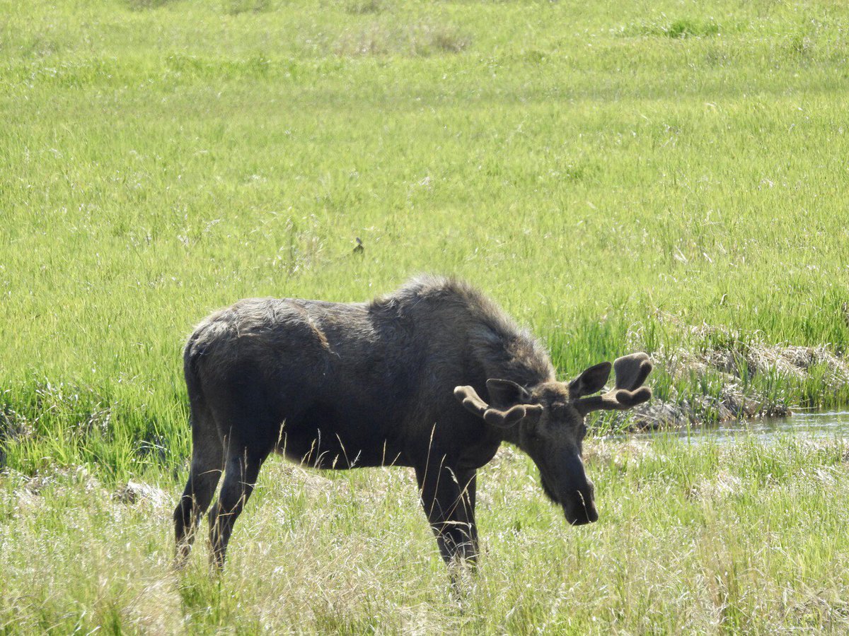 Look who came to visit us at Potter Marsh today! #Alaska #Anchorage #AlaskaWildlife #moose #NaturePhotography