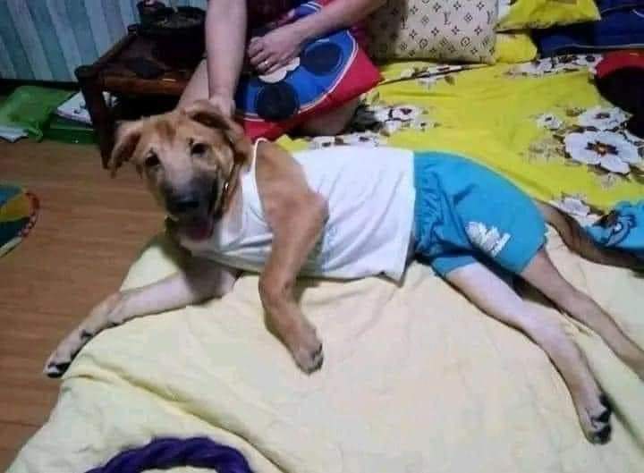 perros_shidoris's tweet photo. El wey que se llama max. https://t.co/ZzNDdI0d7s