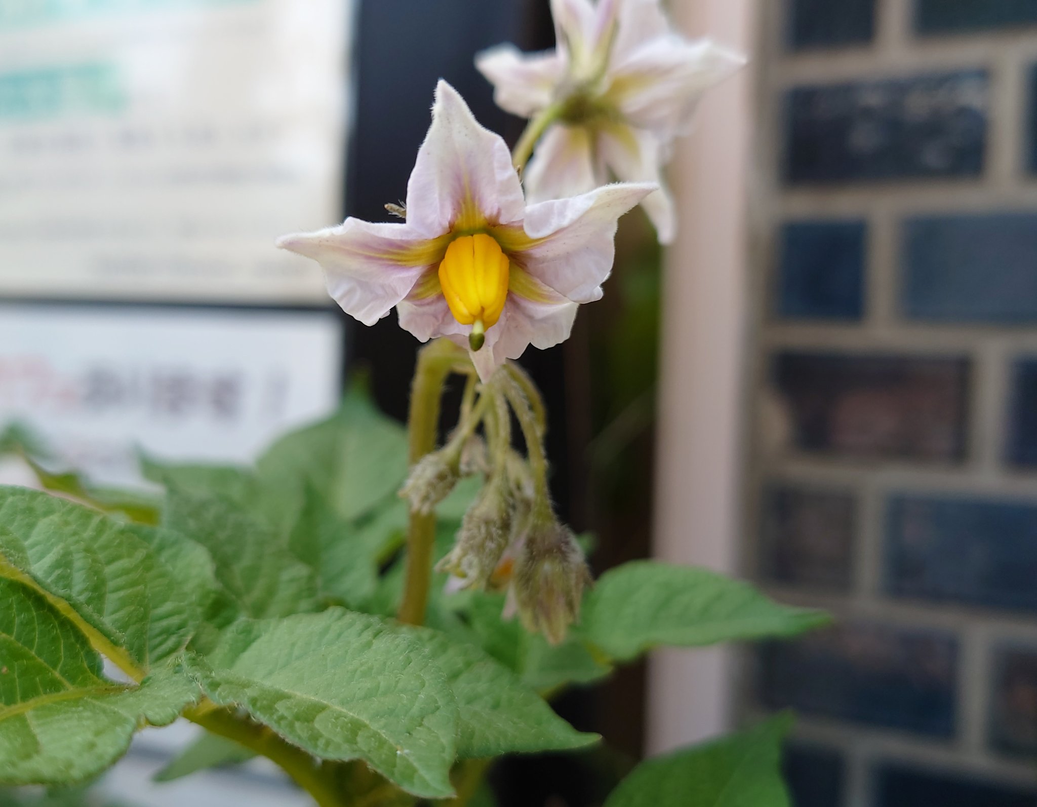 弥生坂 緑の本棚 店頭ジャガイモ栽培経過 ぽろしり 花が咲いてきました 淡いむらさきの上品な色合いで なかなかの美しさ 少しだけ株元に追肥しました T Co Pycxdnqybb Twitter