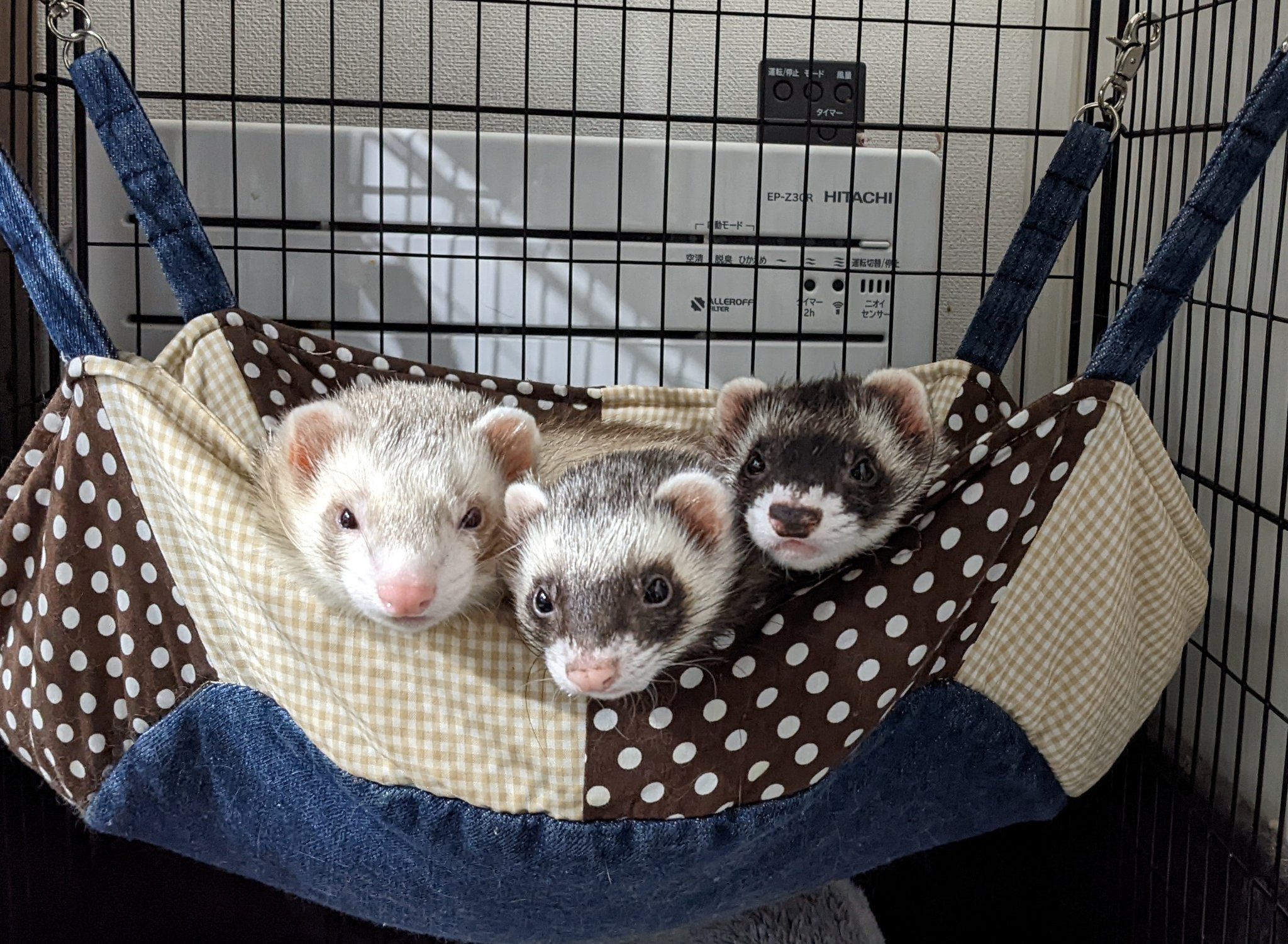 ツチノコ かわいいの渋滞 フェレット T Co 4dmdlnfmhd Twitter ツチノコ かわいいの渋滞 フェレット T Co 4dmdlnfmhd Twitter