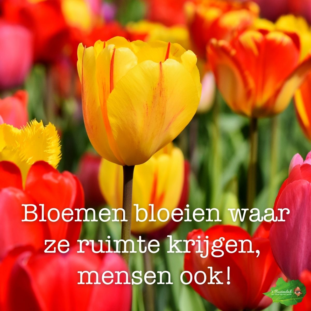 Liavanloo's tweet image. Bloemen bloeien waar ze ruimte krijgen, mensen ook!

#bloemen #bloeien #ruimte #mensen #groei #quote #spreuk #fijnweekend