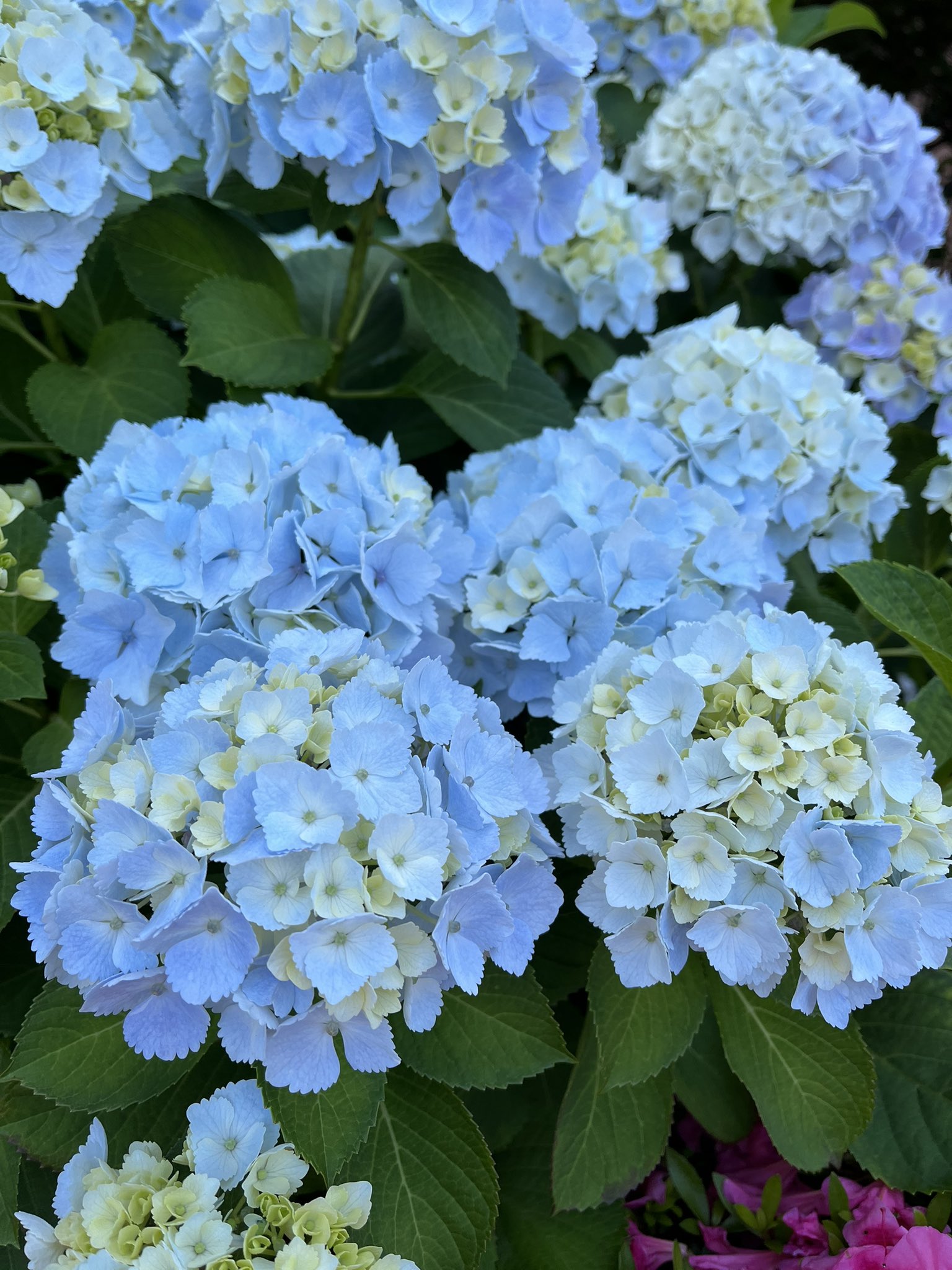 تويتر かぼす على تويتر あえて加工せず 色んな所の色の違いが面白いのが紫陽花 紫陽花 アジサイ T Co Mmifakxqv2