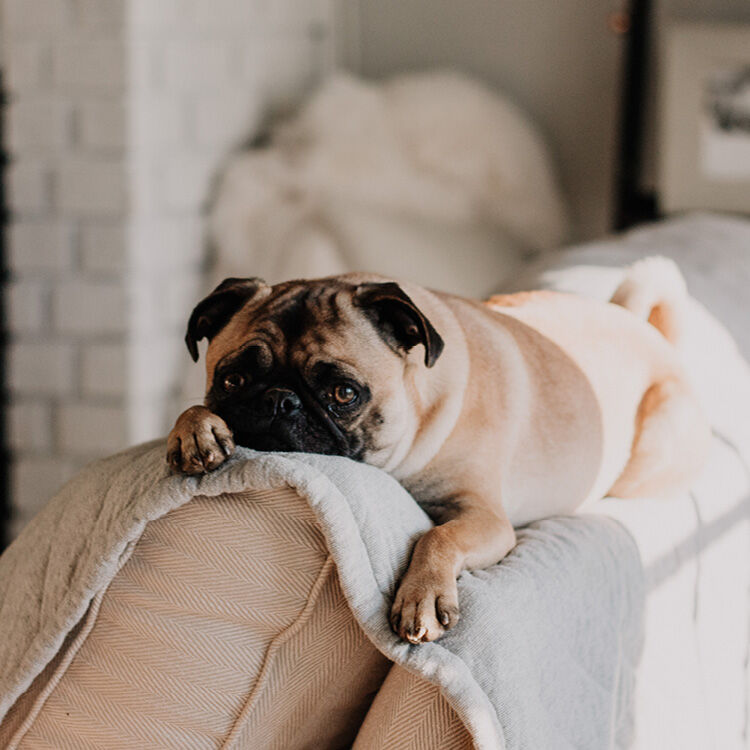 BanjosBakery's tweet photo. Note to self: Doing nothing on Sunday is sort of fun. Let’s do it again some time but with snacks! 😌

#sunday #relax #snack #dogsofinstagram #happy #comfortfood #bakedfresh #banjosbakery #bakingthingsbetter https://t.co/ZhKu657ijl