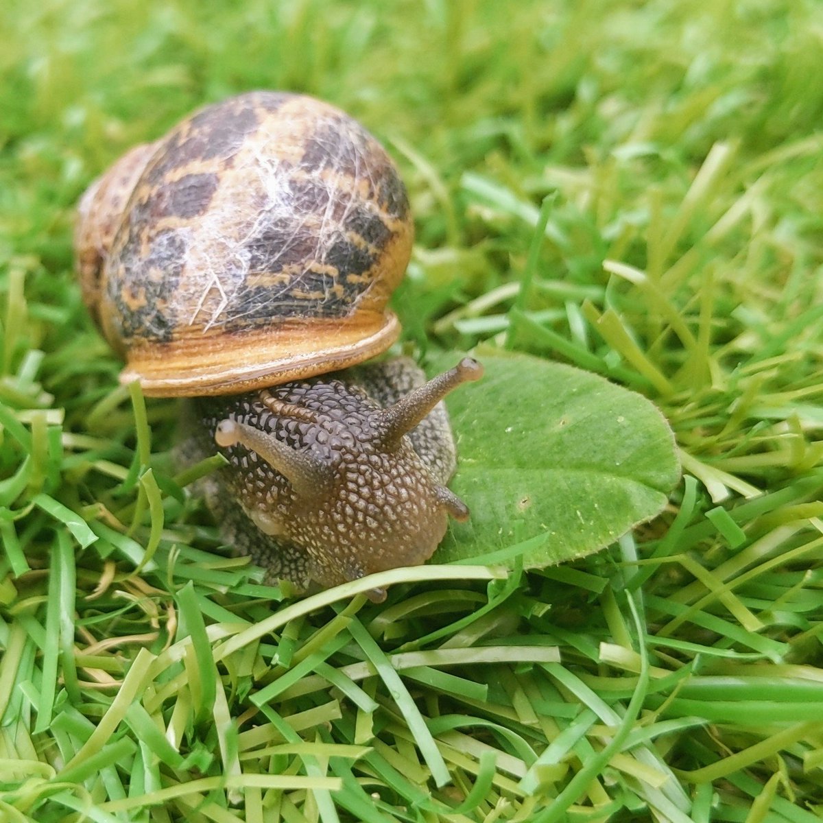 RachelGoddard7's tweet photo. 🐌 Munching on some clover https://t.co/axMxK8ssWQ