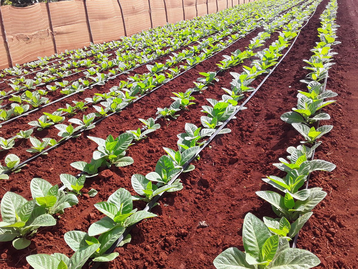 RafaelAnap's tweet photo. Desde el campo cubano se recuerda el 111 aniversario del natalicio de Lázaro Peña. #CubaViveEnSuHistoria.#AnapCuba https://t.co/r5jRYg4K7H