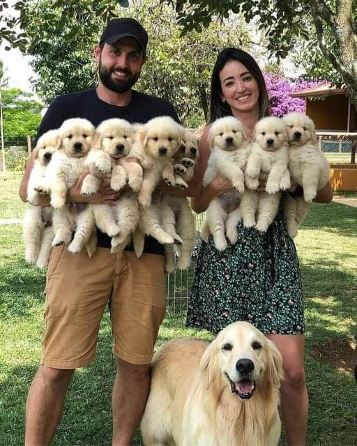thehappydog_'s tweet photo. Big family 🤍😍 https://t.co/IrADpFvv60