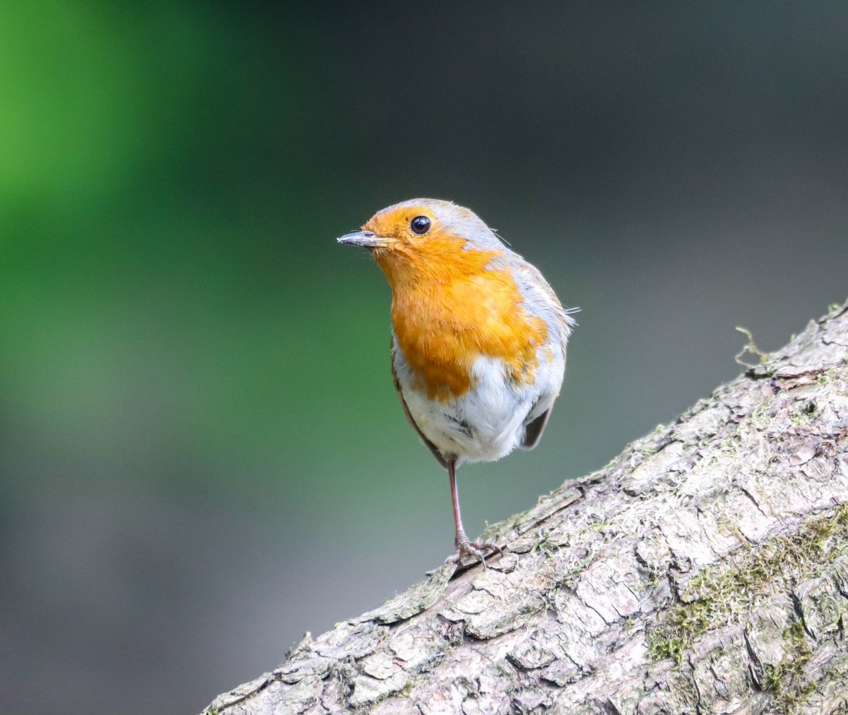 FlyingFoxPhotos's tweet photo. Robin with one leg.
#robin #bird #birds #nature #naturephotography #naturelovers #wildlife #wildlifephotography #wales #welshwildlife #TwitterNaturePhotography #TwitterNatureCommuity https://t.co/7medJaTFqi