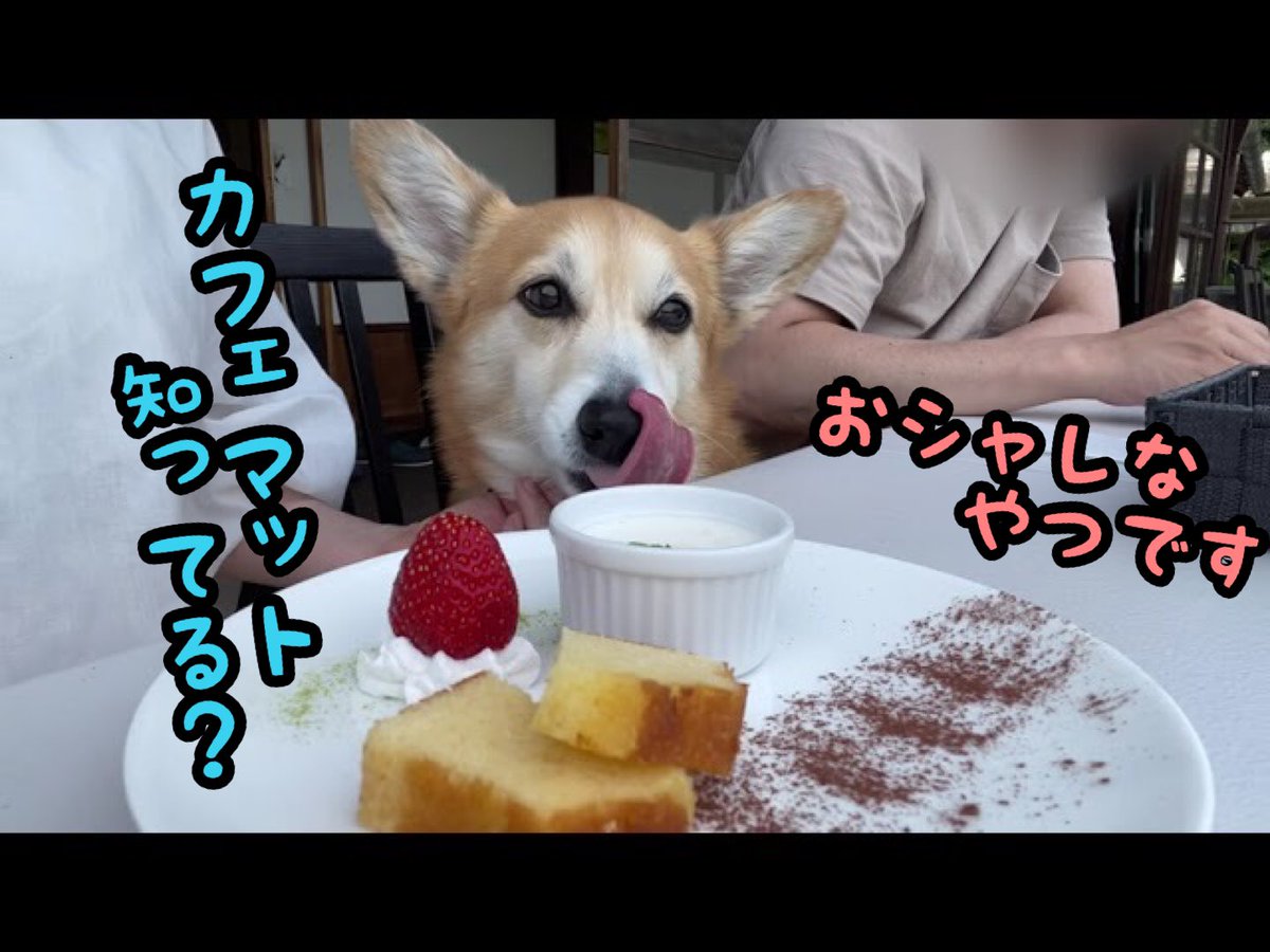 atmurnduke's tweet photo. ランチに行きそこでカフェマットなるおシャレなものを初めて知った飼い主とコーギー犬バロン #corgi #コーギー #いぬ https://t.co/OqPwO1RvPl @YouTubeより https://t.co/z2AT7hBE0k