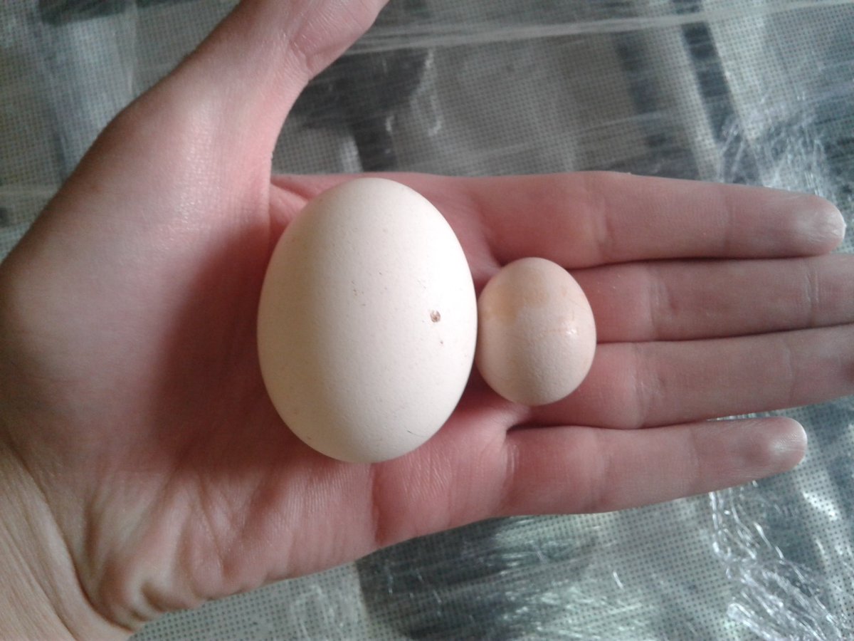 OmarSolomon04's tweet photo. Chech this out, our hen laid this tiny egg !!! It is real...
How small it is compared to a normal one ...
#Egg  #RealMadrid #Real #ChampionsLeague https://t.co/qGCMEEieMH
