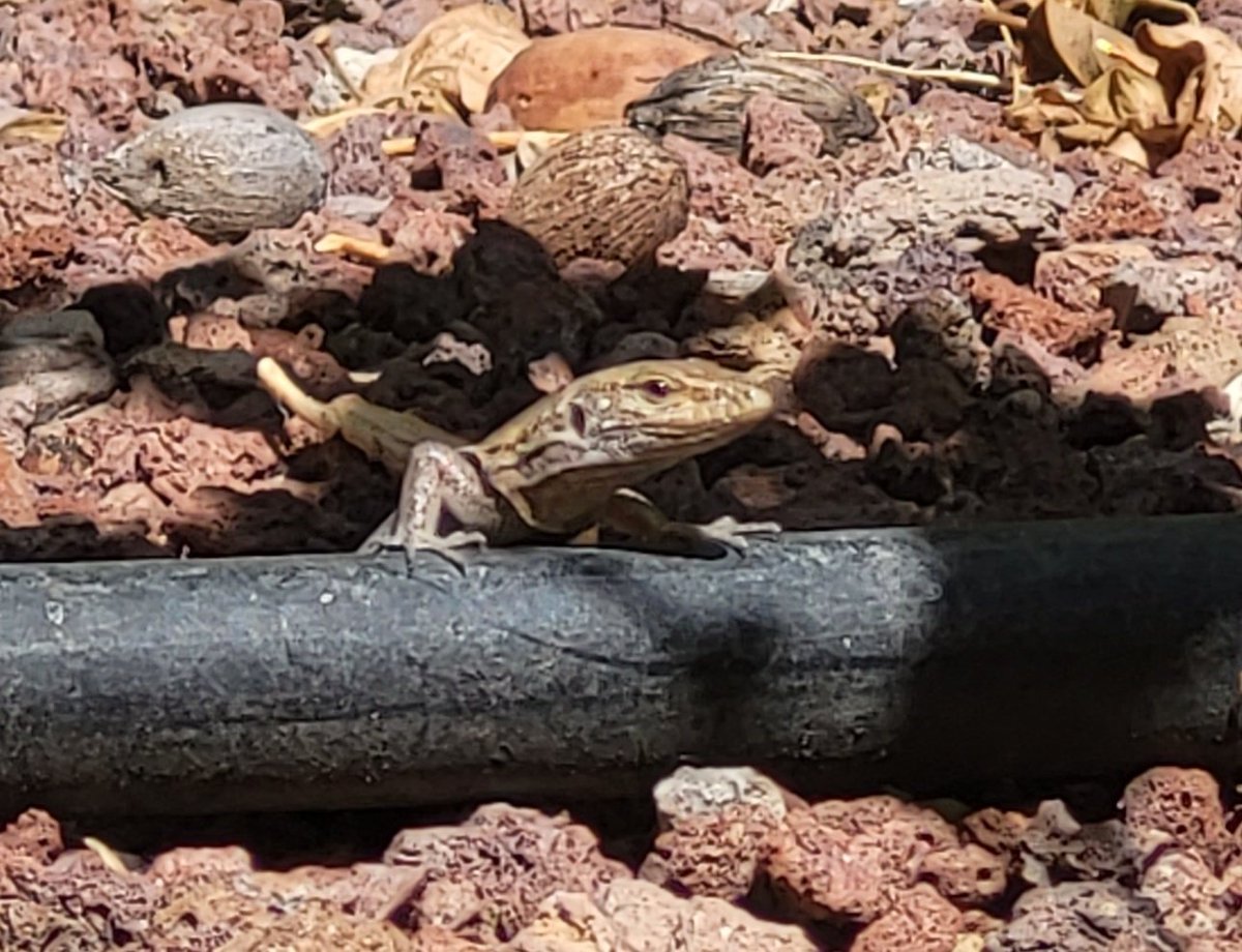 er a tene, fann eðlu :)