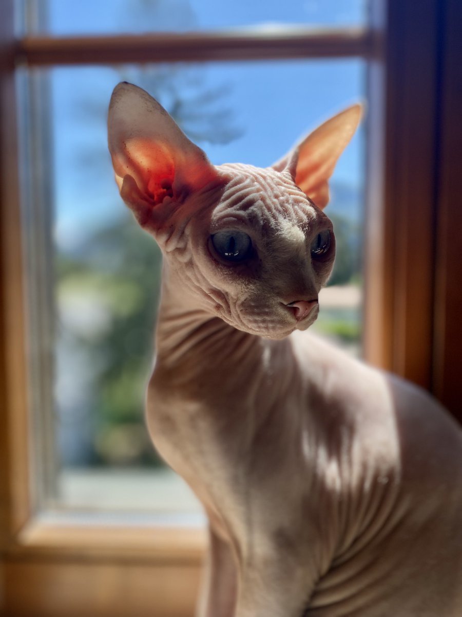 oezcan_z's tweet photo. Hadès & Karmen vous souhaitent un excellent week-end. 🐈 🐈⬛ #Hadès #Karmen #chaton #chat #sphynx #citten #cat #kedi #weekend #BonWeekend #BonDinanche #MunzurTemizAksin https://t.co/A31VnfUUe8