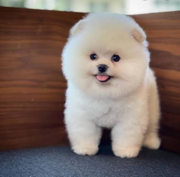 Bu bebişten arıyoruz sahiplendirmek istiyen iletişime geçebilirmi💋💋