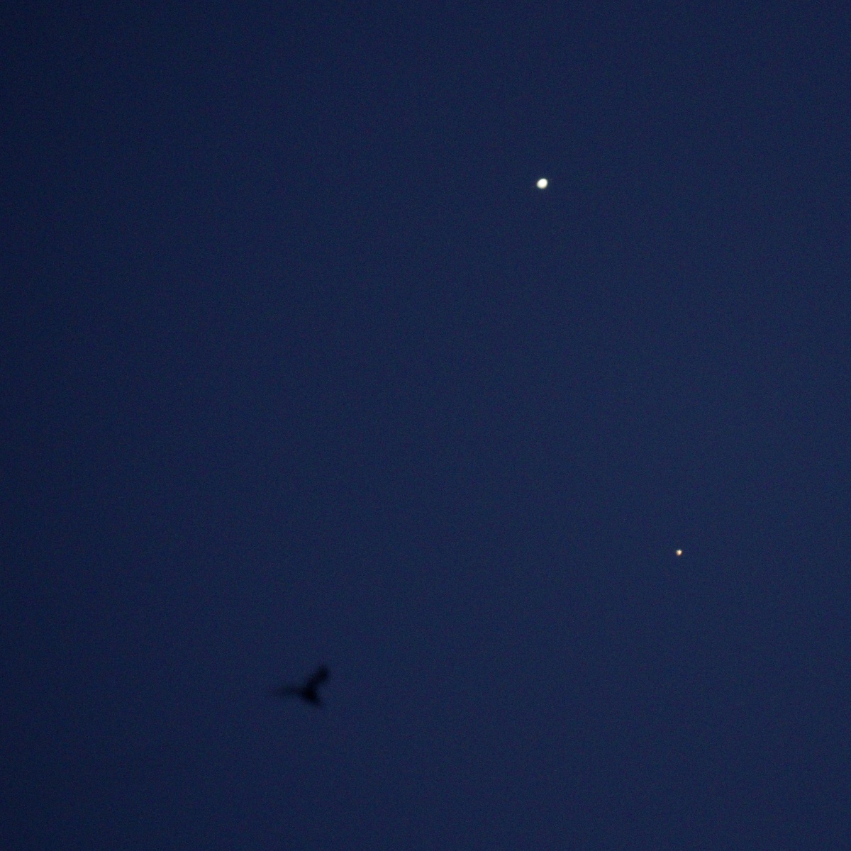 RobinEdgar's tweet photo. A bird flew through the frame while I was taking a photo of today's conjunction of Jupiter and Mars in Montréal with a Sigma 600mm f8 mirror lens on a Sony A7RII

#Astrophotography #UrbanAstroPhotography #JupiterMars #JupiterAndMars #JupiterMarsConjunction #MarsJupiterConjunction https://t.co/nS28YD4JOe