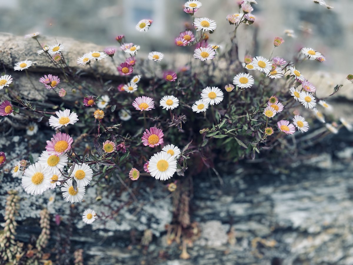 FalmouthTownUK's tweet photo. Due to the Jubilee Bank Holiday, there will be no Covid clinics next week. They will resume on Thursday 9th June, watch this space for details or visit - https://t.co/VT6nDwIqID #lovefalmouth #cornwall #reedspharmacy #nhsengland #doitforcornwall https://t.co/KpwDNHvYs0