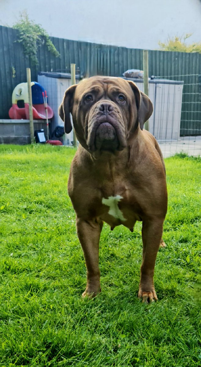 Dementedsquire7's tweet photo. We don't share enough pictures of the Desquire OG's so here is a dose of Ariel and Aphroditè. 

First 2: Ariel
Second 2: Aphroditè

#DogueDeBordeaux #Desquire #ShowDogs #dogsoftwitter https://t.co/i9E1Dmm3ka