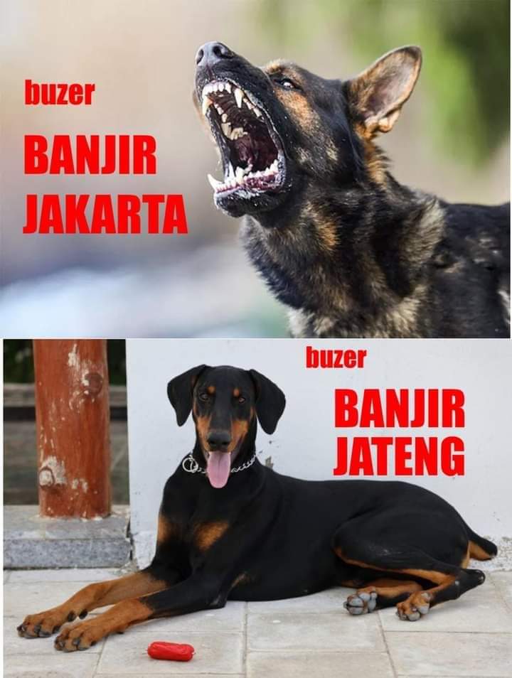 Dasar anjing