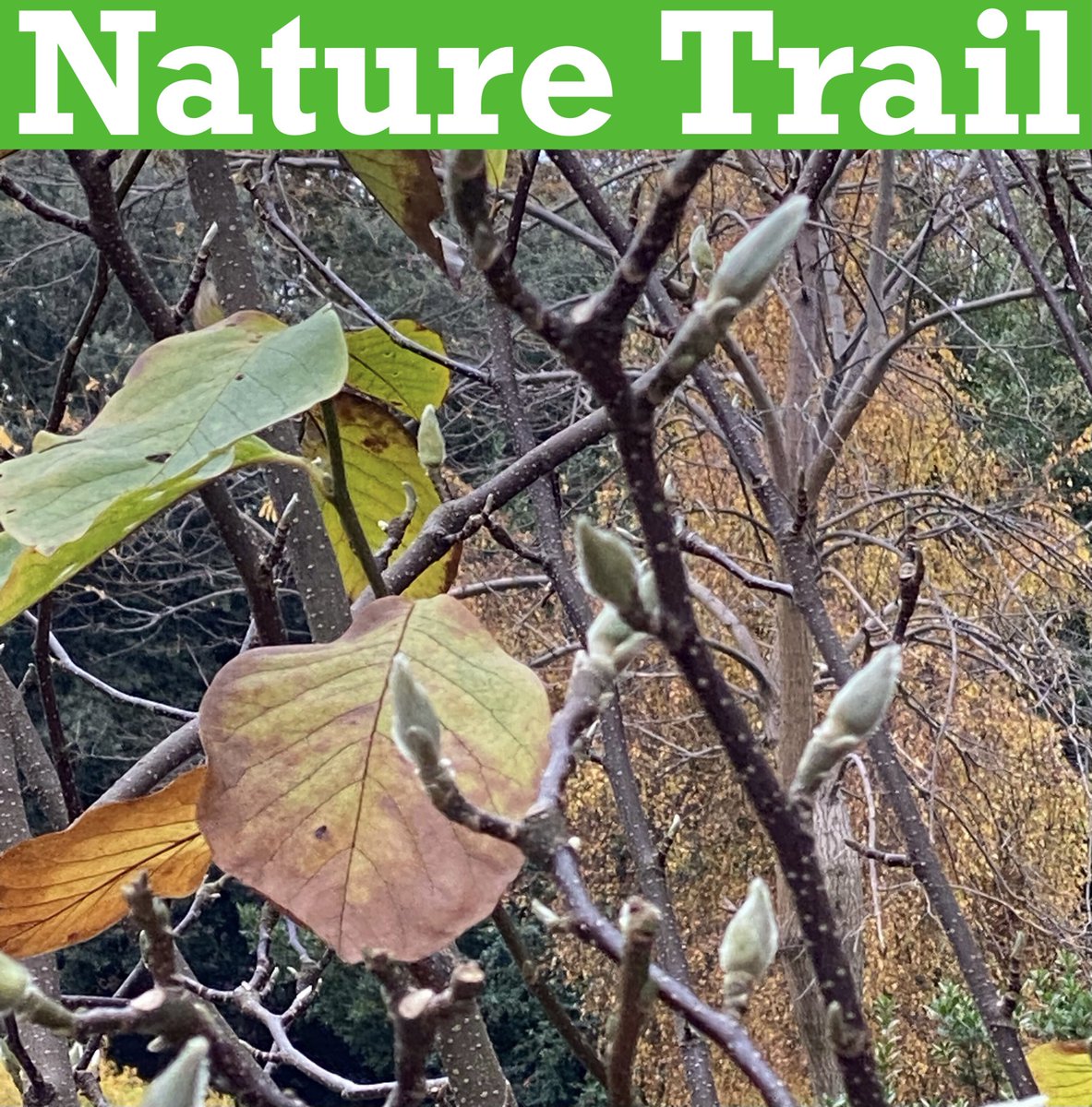 TiCLme's tweet photo. This year, help make a map of the UK’s #NatureTrails so people can find nature wherever they go

If you know a local #NatureTrail (one with trail posts) then https://t.co/T08gTDlr7F with TiCL App straight onto the map when you’re at its first post

5 easy steps

Thank you 🙏 https://t.co/OYVFjTZeeh