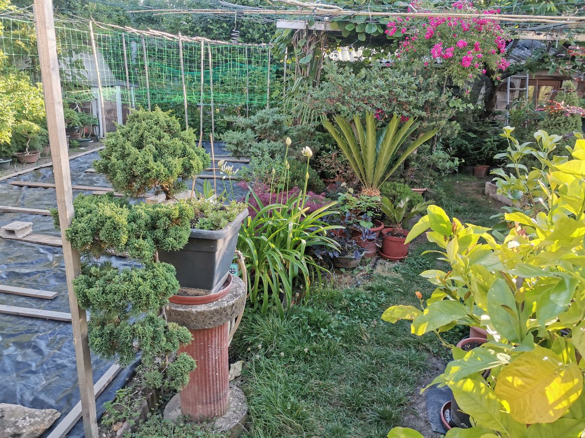 Le Chat Vénère tweet media