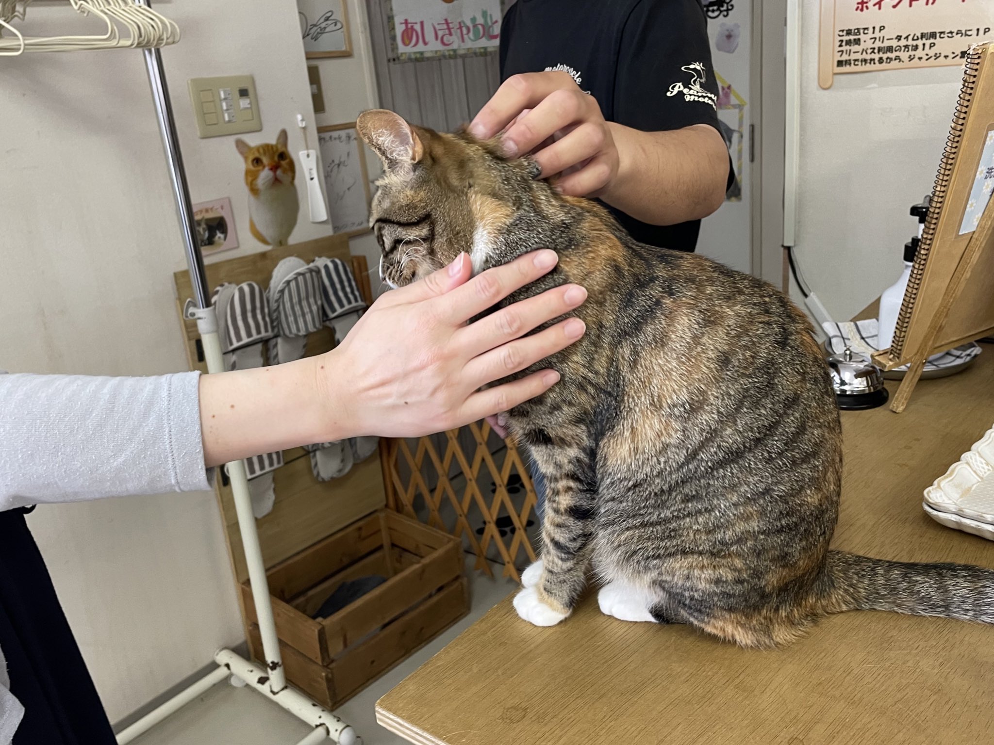 ねこ様専用商品 www.vetrepro.fr ねこ様専用商品 www.vetrepro.fr