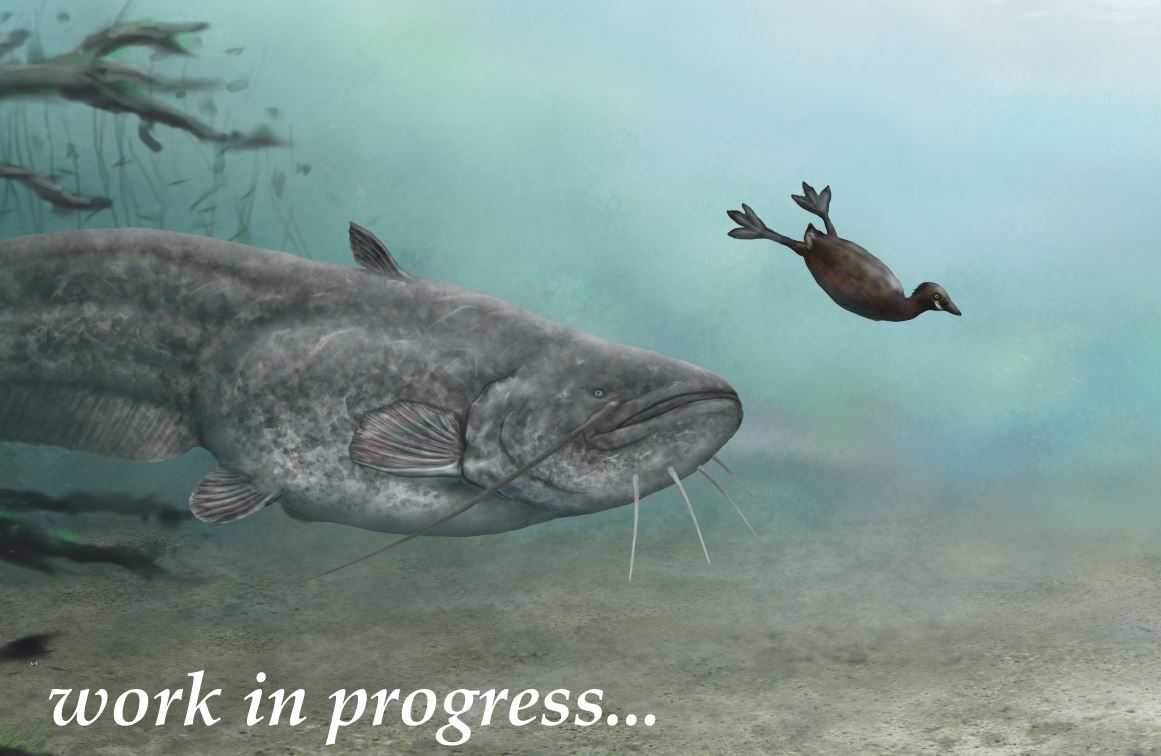 MarkusBhler10's tweet image. The #wels #catfish (#Silurus glanis) makes slow progress. I´ve also started to work out the texture of the ground and defined and detailed the little #grebe a bit more. But this will need still many hourse until it´s close to be finished. I´m still not happy with a lot of things.