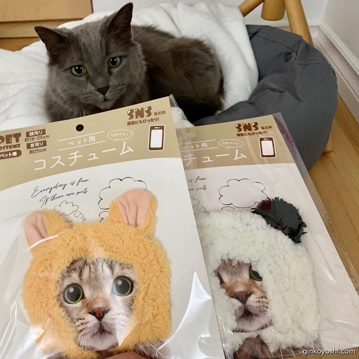 ginkoyoshi's tweet photo. Today we went to OOMOMO 🤪 swipe to see a few more おまけ (bonus) Ginko pix 😂 Ginko is such a patient little sweetheart!  She knows if she cooperates I leave her alone sooner😬 #cat #oomomo #lolcats ＃猫　＃可愛い https://t.co/HzG9P42smZ