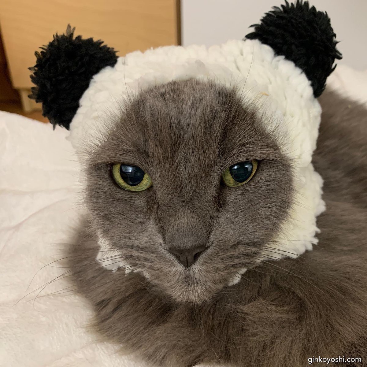 ginkoyoshi's tweet photo. Today we went to OOMOMO 🤪 swipe to see a few more おまけ (bonus) Ginko pix 😂 Ginko is such a patient little sweetheart!  She knows if she cooperates I leave her alone sooner😬 #cat #oomomo #lolcats ＃猫　＃可愛い https://t.co/HzG9P42smZ